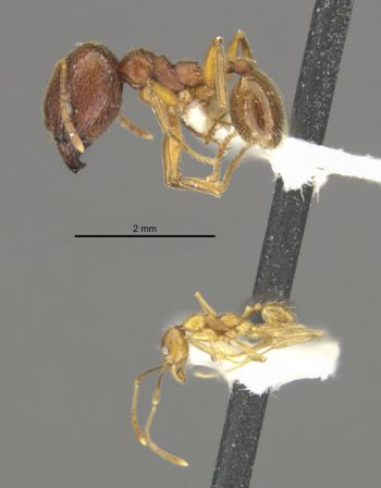 Media type: image;   Entomology 34312 Aspect: habitus lateral